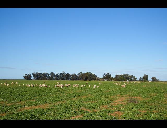 603HA FARM FOR SALE IN HOPEFIELD RURAL